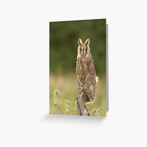 Long Eared Owl Greeting Card