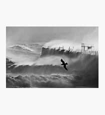 Storm Bird - Hartlepool Heugh Breakwater Photographic Print