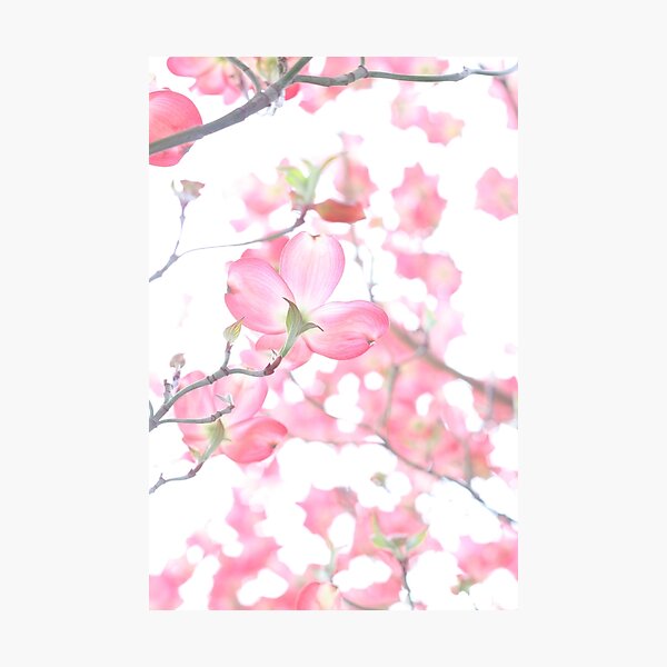 Item preview, Cherry Blossom Flower designed and sold by edname.