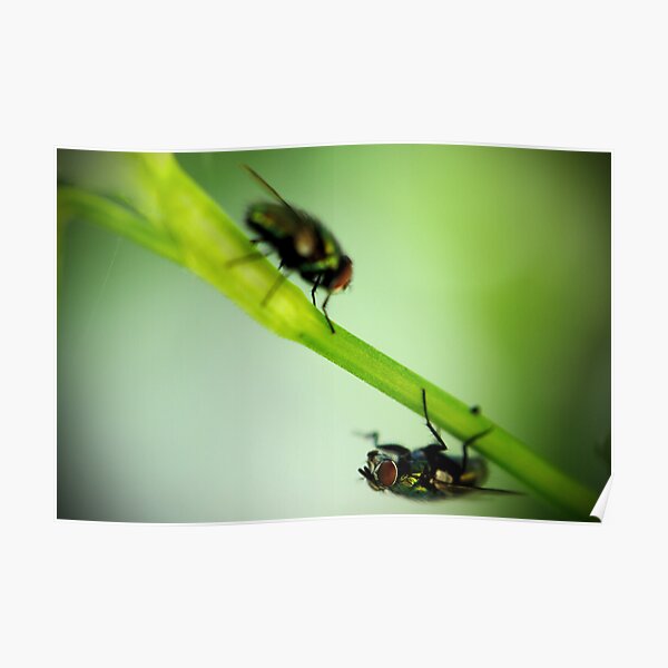 Don't Bug Me Poster