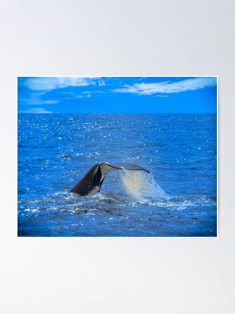 Humpback Whale Tale Flute Poster By Dvart Nz Redbubble