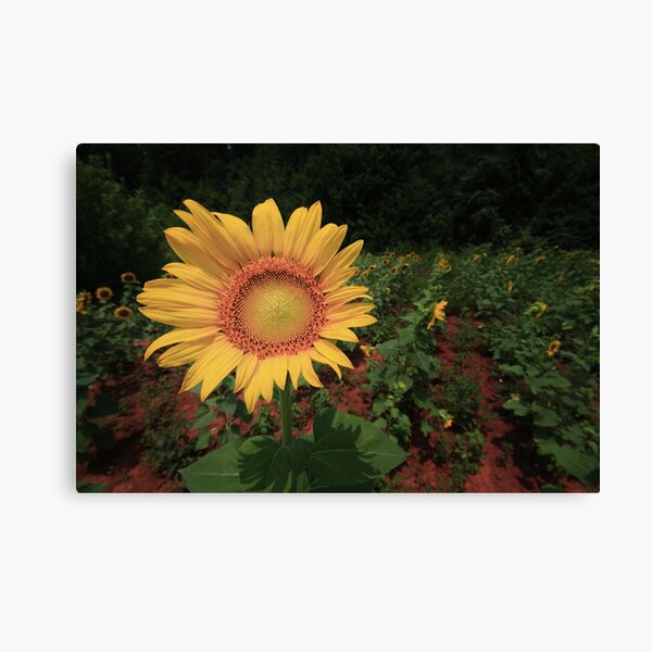 Nadine Canvas Print