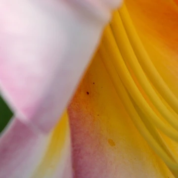 Artwork thumbnail, Yellow Slide by RHMack