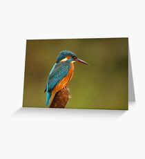 Female Kingfisher Greeting Card
