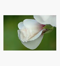 Paper White Photographic Print