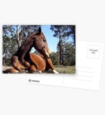 Sleepy Bin Postcards