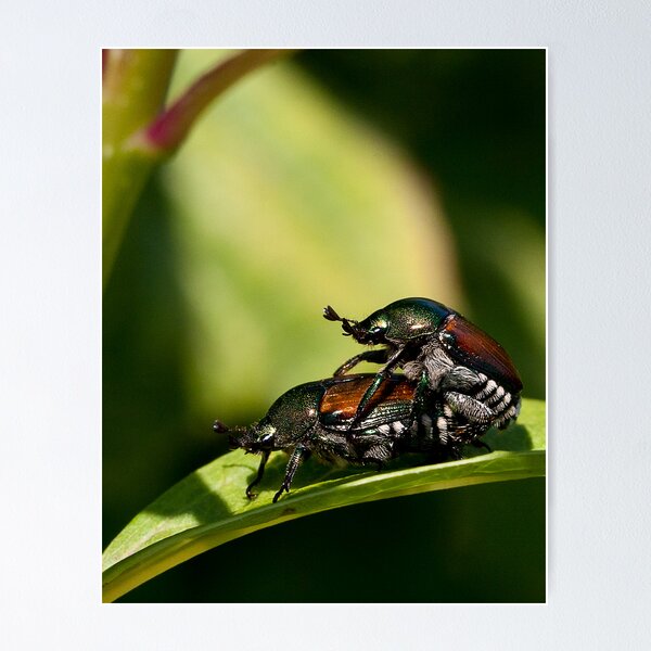 Item preview, Get Off My Back! designed and sold by David Lampkins.