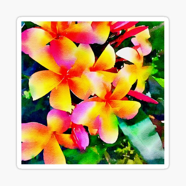 Pink & Yellow Frangipani Sticker