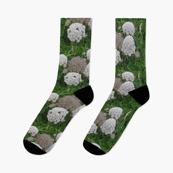 Item preview, Wild Coastal Flowers - Angelica sylvestris designed and sold by lezvee.