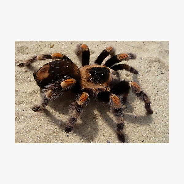 Impression Photo Itsy Bitsy Tini Wini Bebe Araignee Sauteuse Par Cuprum Redbubble