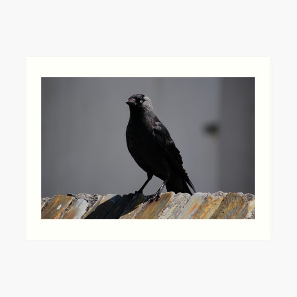 Jackdaw on parade Art Print