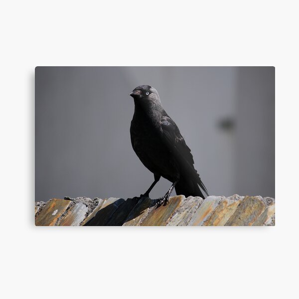 Jackdaw on parade Metal Print