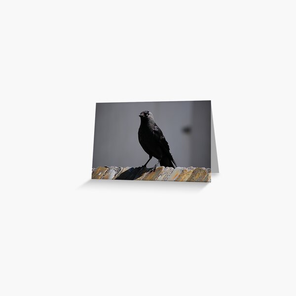 Jackdaw on parade Greeting Card