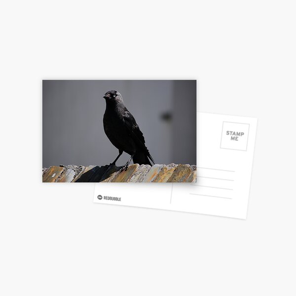 Jackdaw on parade Postcard