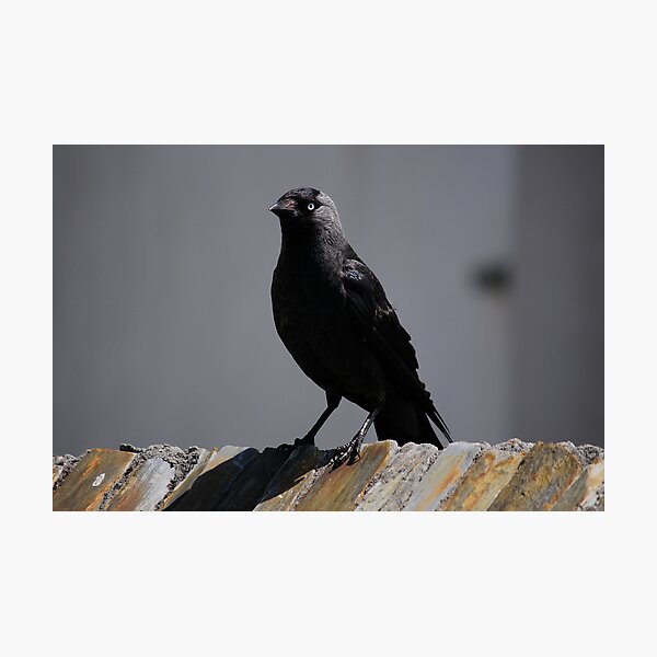 Jackdaw on parade Photographic Print