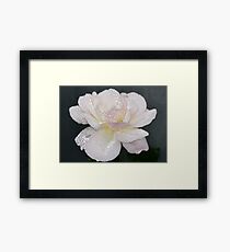 Rose Sparkles Framed Print