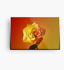Two Tone Rose Metal Print