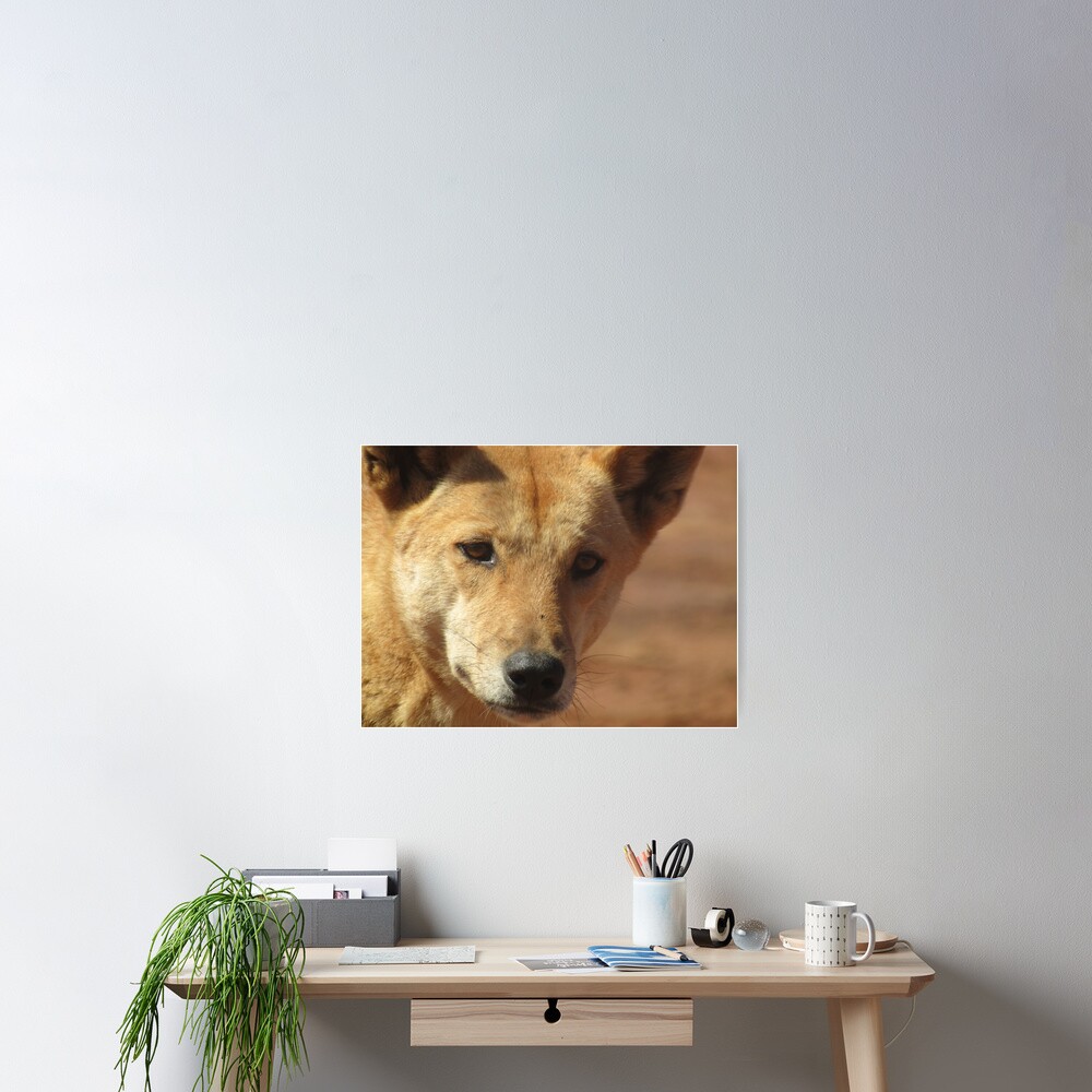 Dingo Eyes Poster By Sharnasaggers Redbubble