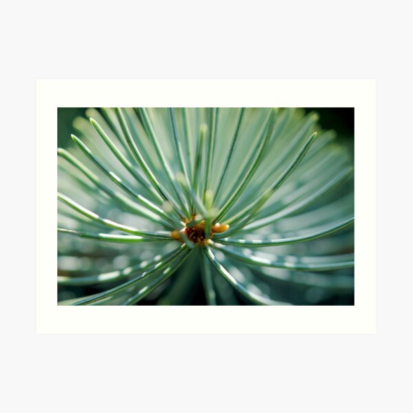 * Art Print