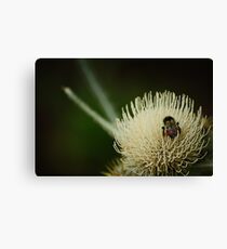 Bumble Canvas Print