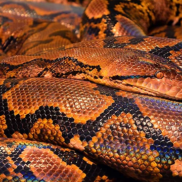 Artwork thumbnail, Snake skin pattern by conceptDVS