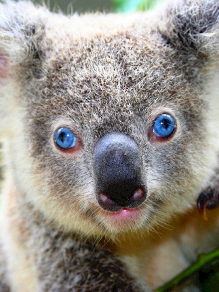 Koala Blue Eyes Kids T Shirt By Sylviecharbon1 Redbubble