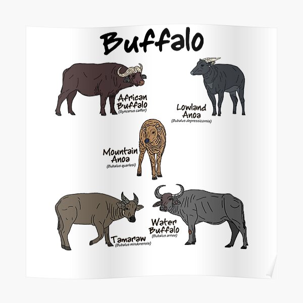 Buffalo with Scientific Names" by GraceT26 Redbubble