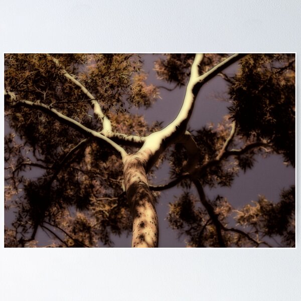 Gum Tree Poster