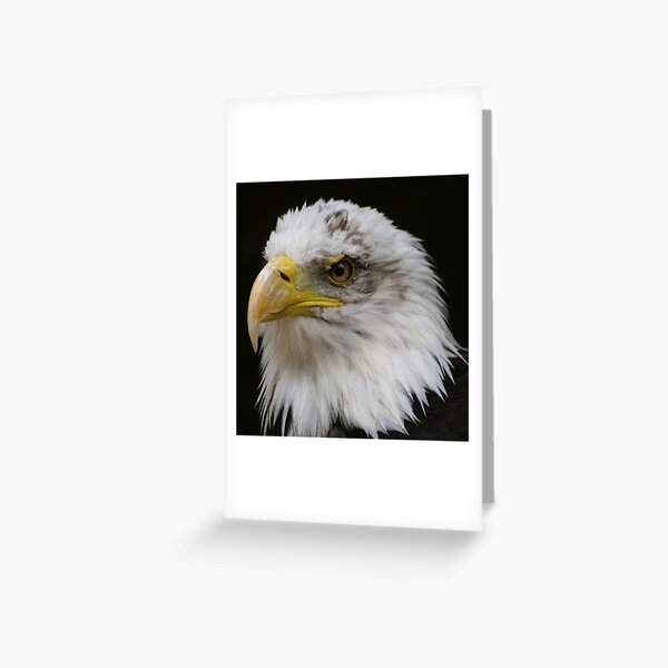Bald Eagle Head Greeting Card