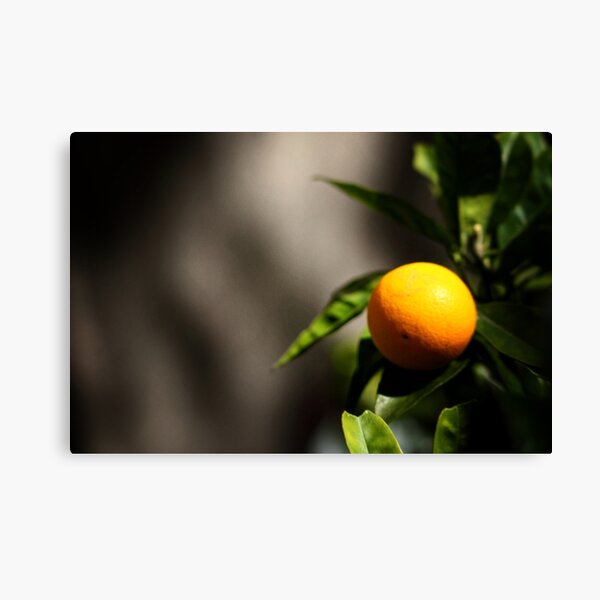 Lemon Canvas Print