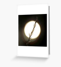 Tranquility Greeting Card