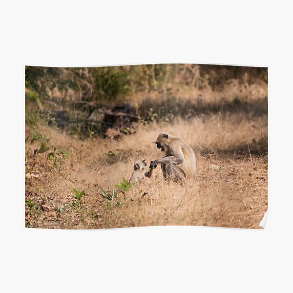 Posters Sur Le Theme Gris Singe Langur Redbubble