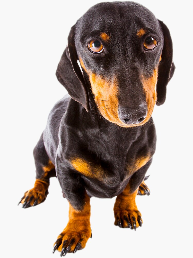 Black and sales red dachshund