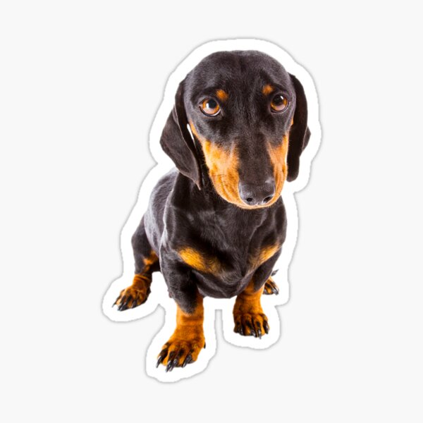 Cute Black and Red Dachshund Transparent Background Sticker