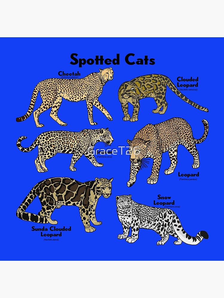 Big Spotted Cats With Scientific Names Art Board Print By Gracet26 Redbubble