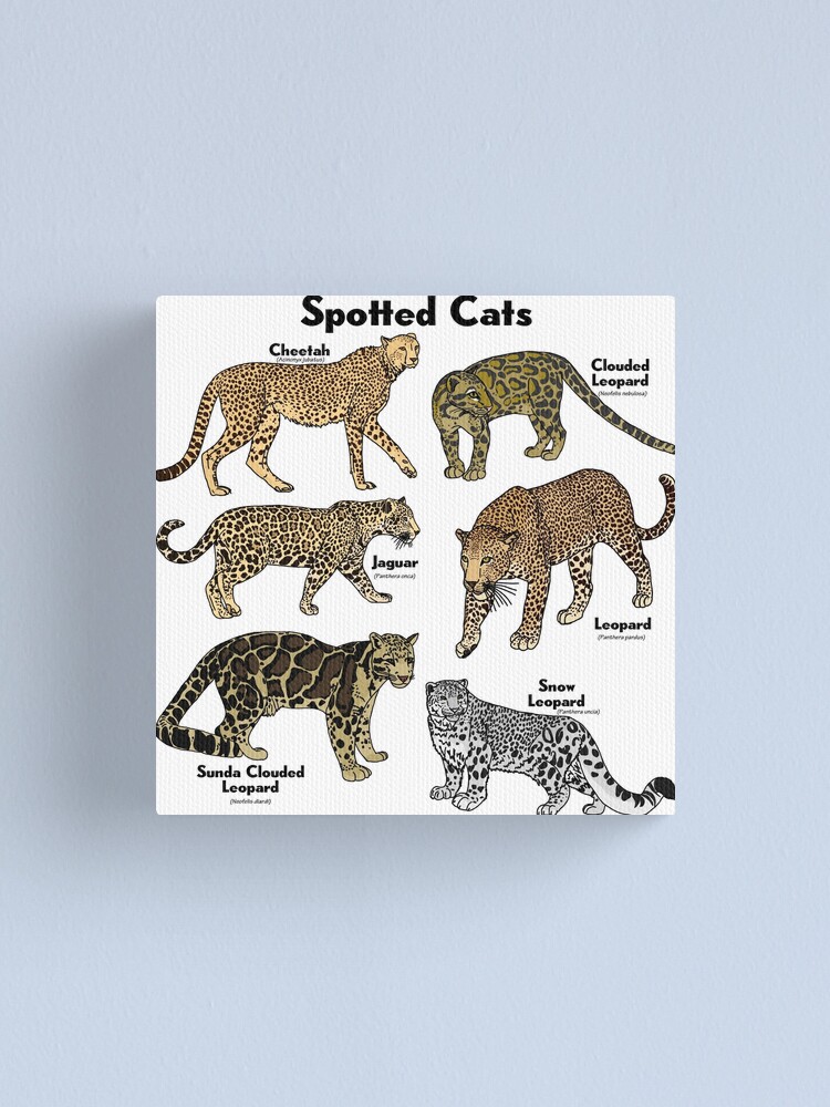 Big Spotted Cats (with Scientific Names)