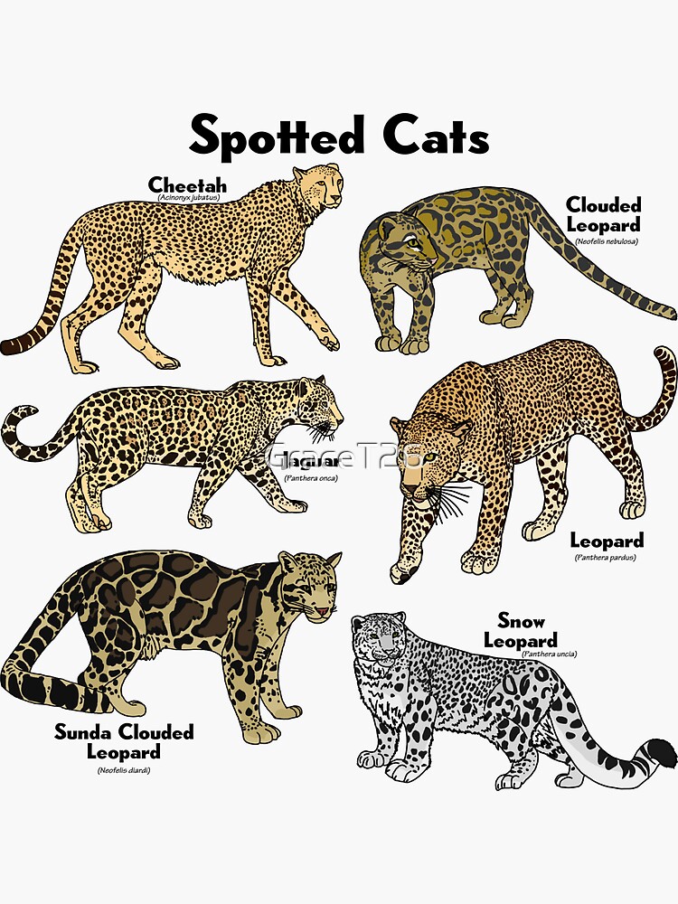 spotted tabby cat names