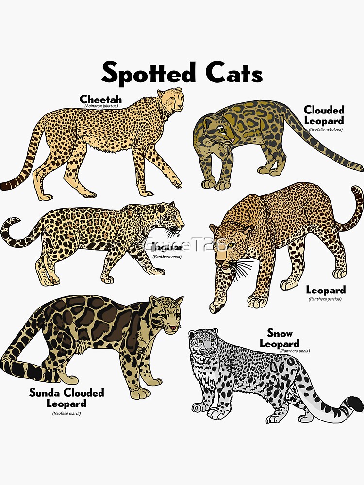 big-spotted-cats-with-scientific-names-sticker-by-gracet26-redbubble