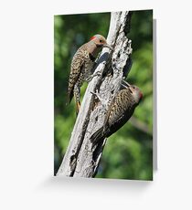 Flickers Greeting Card