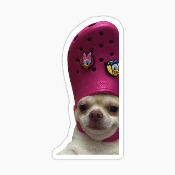 dog with croc on head