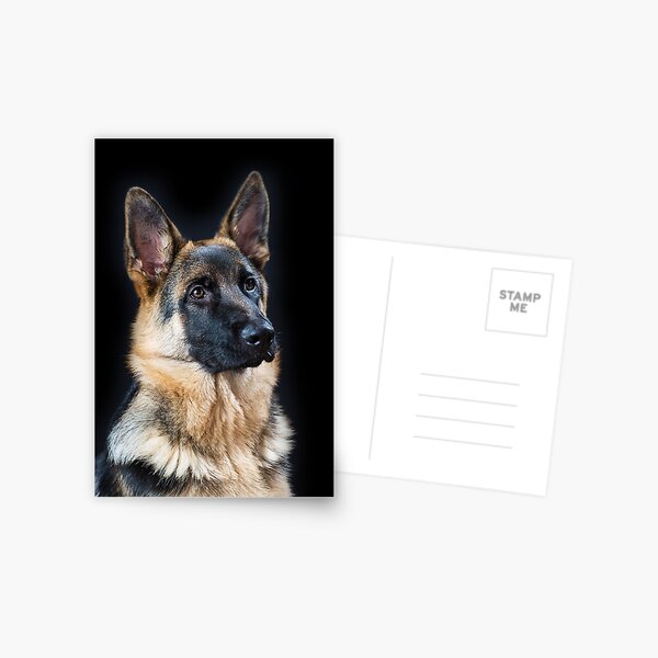 German Shepherd Dog, #12 Postcard