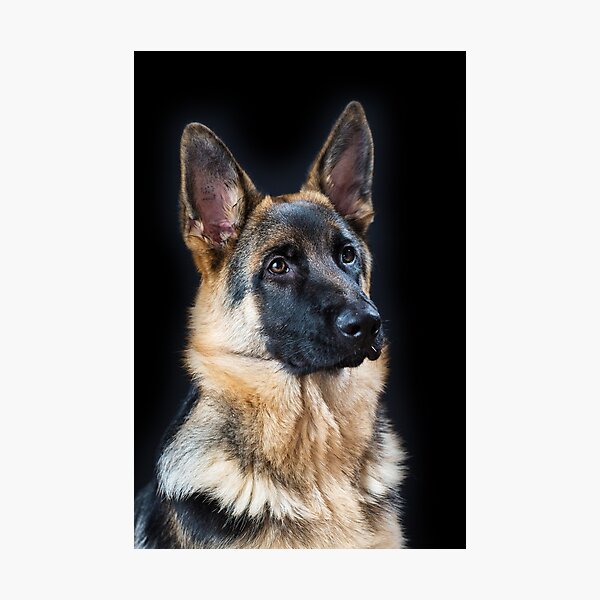 German Shepherd Dog, #12 Photographic Print