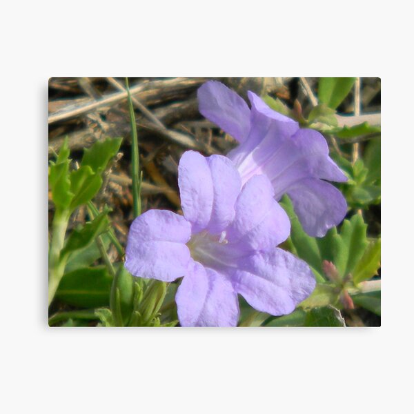 Freshly Bloomed Wild Petunias Canvas Print