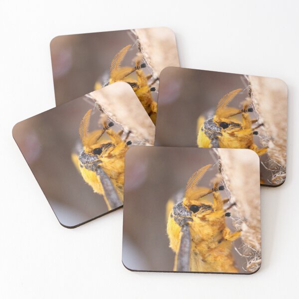 Item preview, Comet moth close up designed and sold by GreyFeatherPhot.