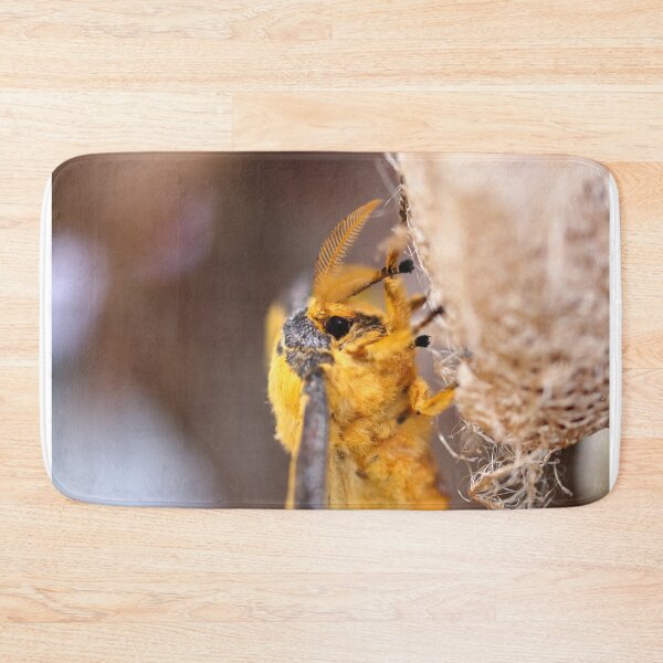 Item preview, Comet moth close up designed and sold by GreyFeatherPhot.