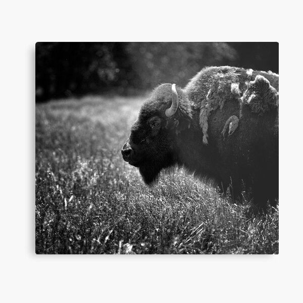 tatonka Metal Print