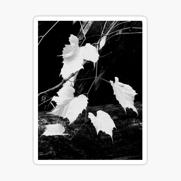 Item preview, Grapevines designed and sold by J Rier Photography.