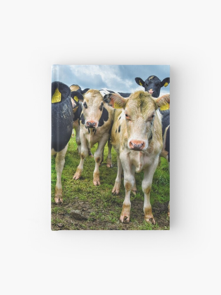 Cows looking like a 90s boyband album cover! | Hardcover Journal