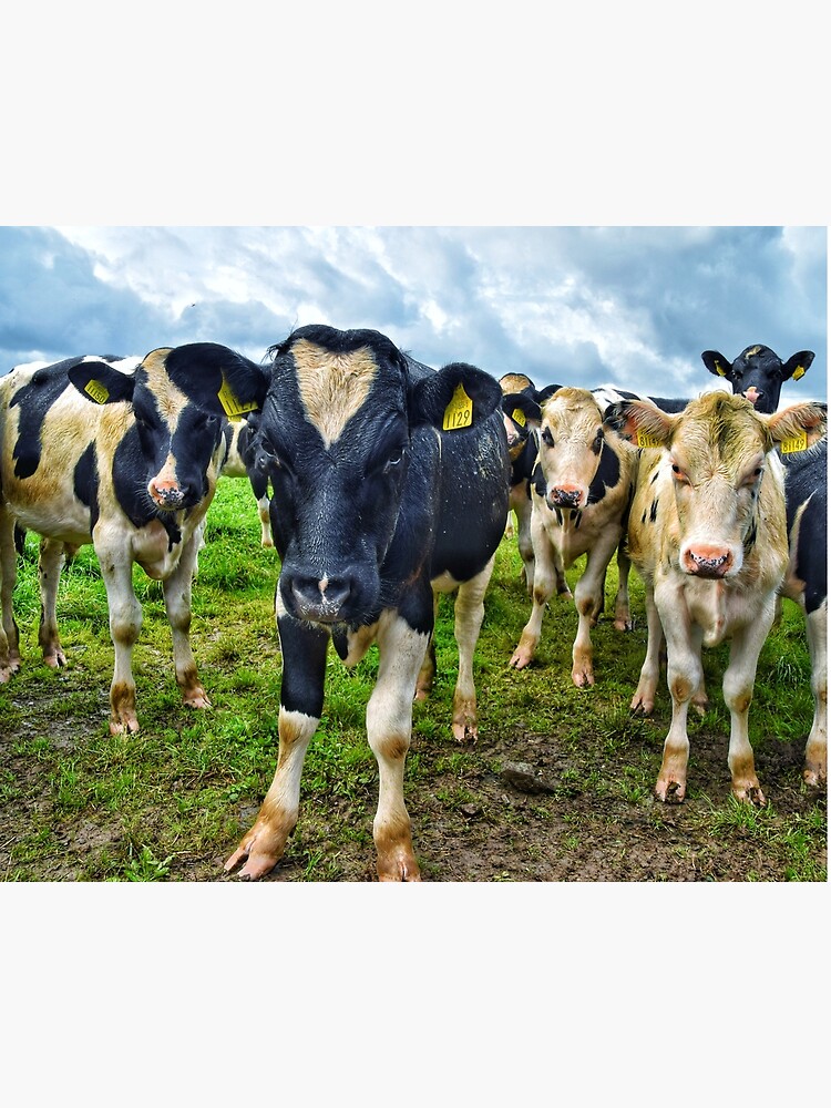 Cows looking like a 90s boyband album cover! | Art Board Print