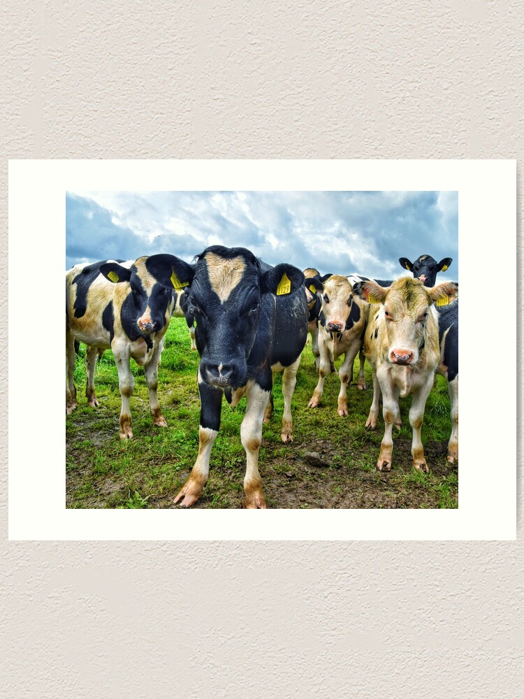 Cows looking like a 90s boyband album cover! | Art Print